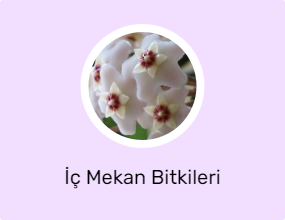 İç Mekan Bitkileri