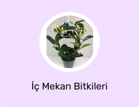 İç Mekan Bitkileri