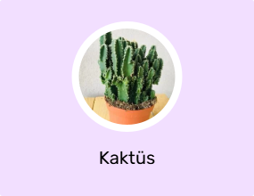 Kaktüs