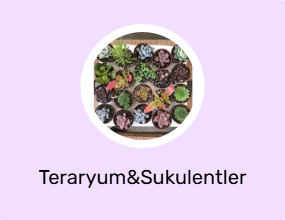 Teraryum&Sukulentler