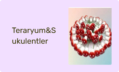 Teraryum&Sukulentler