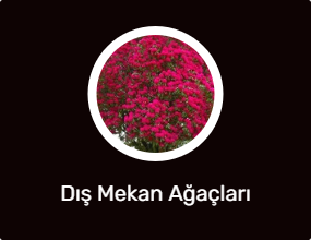 Dış Mekan Ağaçları