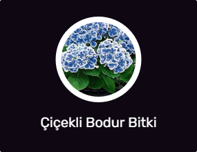 Çiçekli Bodur Bitki