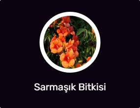 Sarmaşık Bitkisi