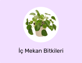 İç Mekan Bitkileri
