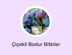 Çiçekli Bodur Bitkiler
