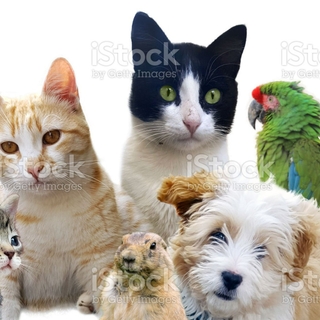 ÇAĞRI PETSHOP logo