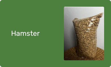 Hamster