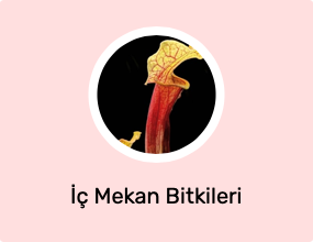 İç Mekan Bitkileri