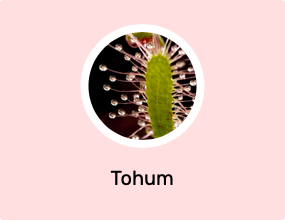 Tohum