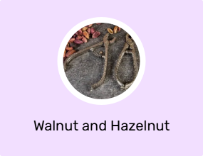 Walnut and Hazelnut Crusher