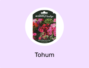 Tohum