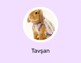 Tavşan