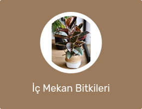 İç Mekan Bitkileri