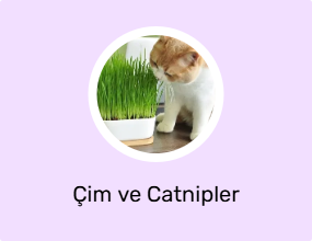 Çim ve Catnipler