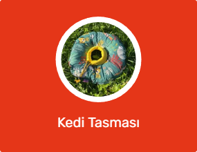 Kedi Tasması