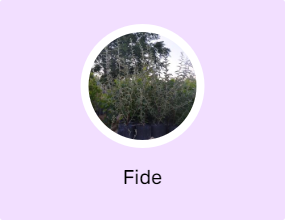 Fide