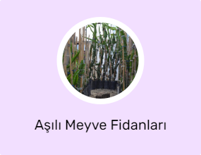 Aşılı Meyve Fidanları