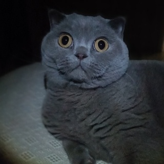Nisa Akvaryum Petshop