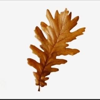 YİDY logo