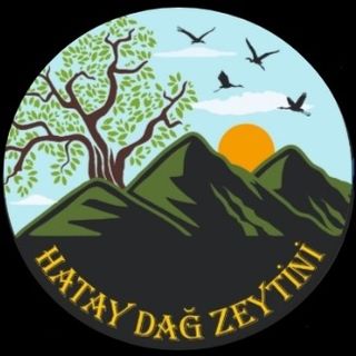 HATAY DAĞ ZEYTİNİ