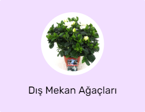 Dış Mekan Ağaçları