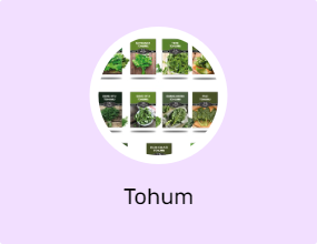 Tohum