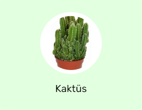 Kaktüs