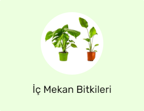 İç Mekan Bitkileri