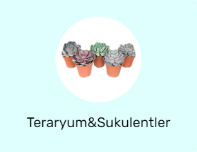 Teraryum&Sukulentler