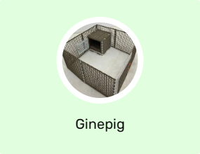 Ginepig