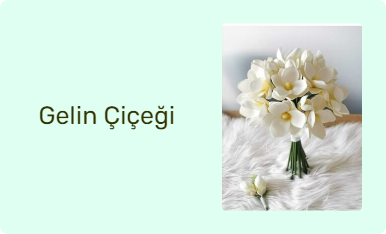 Gelin Çiçeği