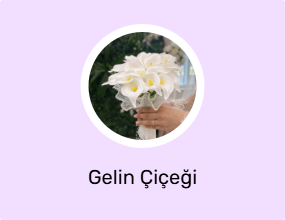 Gelin Çiçeği