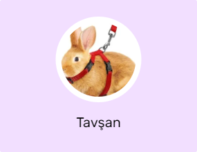 Tavşan