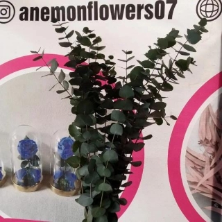 ANEMONFLOWERS