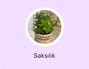 Saksılık