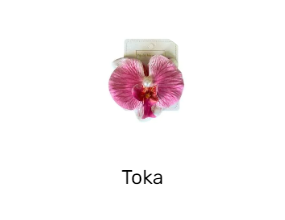 Toka