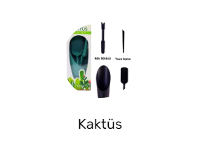 Kaktüs