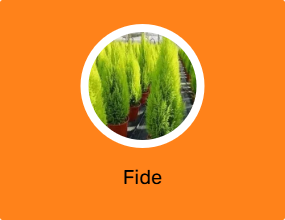 Fide