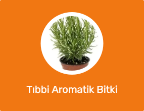 Tıbbi Aromatik Bitki