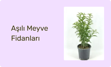 Aşılı Meyve Fidanları