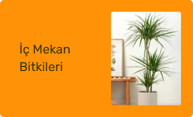 İç Mekan Bitkileri