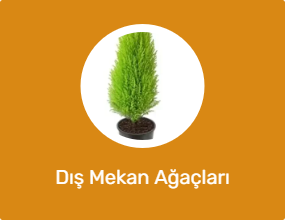 Dış Mekan Ağaçları