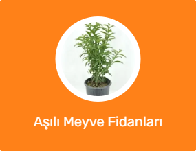 Aşılı Meyve Fidanları