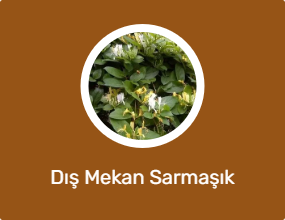 Dış Mekan Sarmaşık Bitkisi