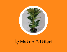 İç Mekan Bitkileri