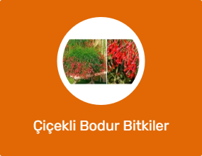 Çiçekli Bodur Bitkiler