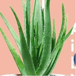 Wellness Market