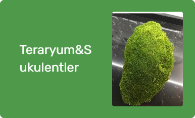Teraryum&Sukulentler