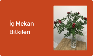 İç Mekan Bitkileri